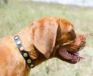 Eccellente collare con placche rotonde per Dogue de Bordeaux Eccellente collare con placche rotonde per Dogue de Bordeaux