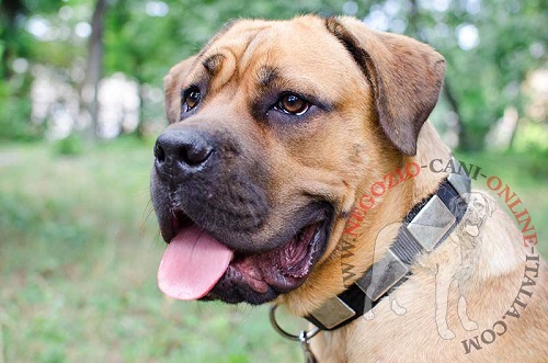 Collare decorato con piastrine effetto argento
anticato
indossato da Cane Corso