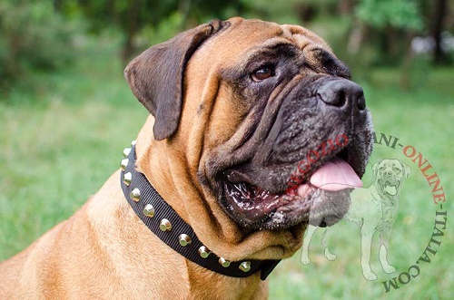 Bullmastiff con affascinante
collare decorato indosso