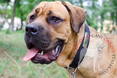 Collare in nylon con targhetta in metallo
indossato da Cane Corso