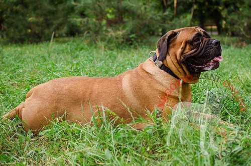 Elegante collare in nylon per Bullmastiff