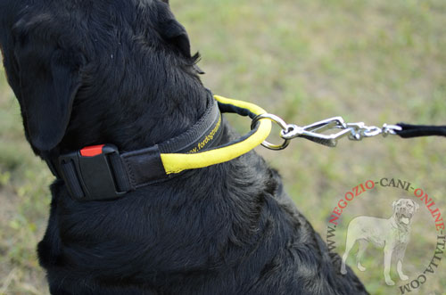 Rottweiler con collare dotato di maniglia
indosso