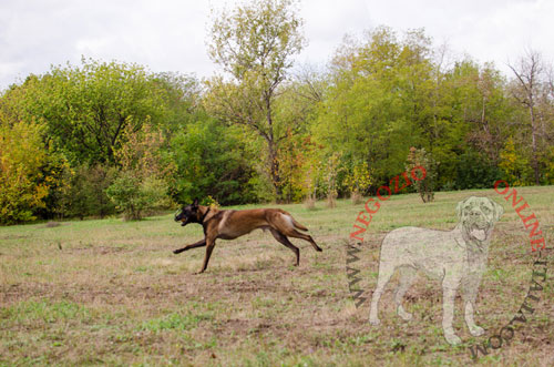 Pratico collare in nylon per Malinois