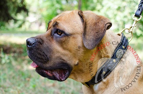 Comodo ed elegante collare in cuoio
indossato da Cane Corso