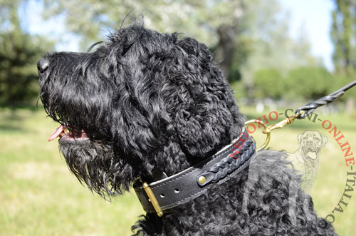 Terrier Nero Russo con bellissimo collare in cuoio doppio