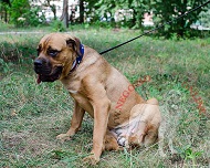 Collare con disegno di bandiera americana per Cane Corso