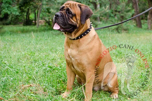 Bullmastiff con splendido collare
con borchie a punta indosso