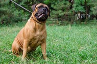 Collare in pelle "Treasures of the Pyramids" per Bullmastiff