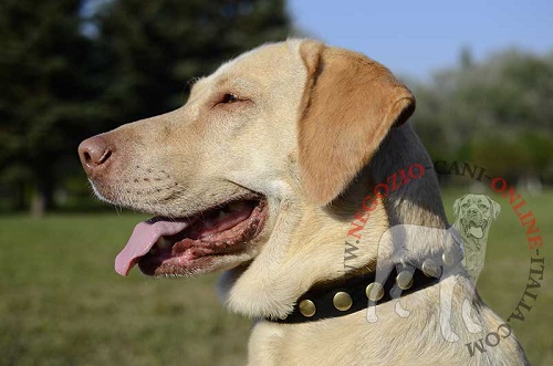 Grazioso collare in pelle naturale per Labrador Retriever