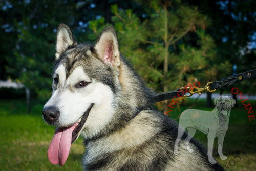 Collare a strozzo con striscia intrecciata per cane