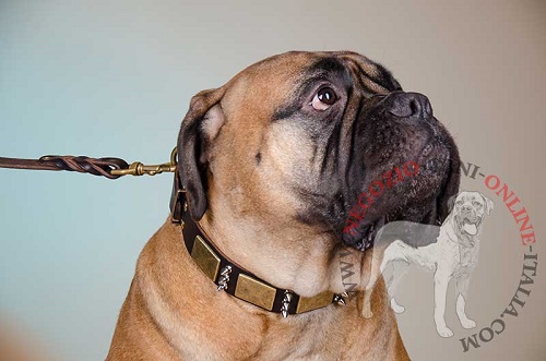 Collare di stile con decorazioni indossato da Bullmastiff