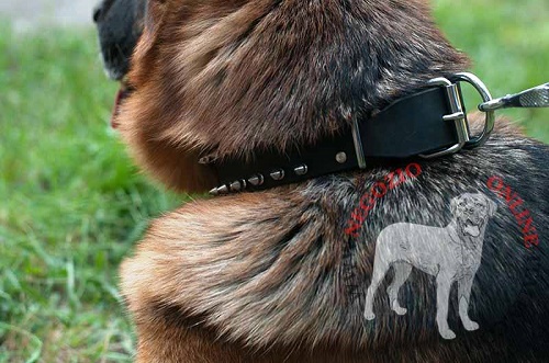 Collare in cuoio con borchie a punta
indossato da Pastore Tedesco