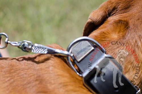 Dogue de Bordeaux con collare in pelle
attaccato al guinzaglio