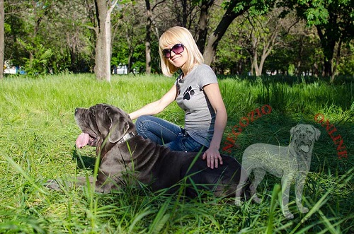 Collare con piastrine bianche e
borchie a piramidi idossato da Mastino Napoletano