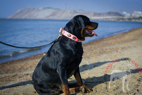 Elegante collare rosa con decorazioni per cane