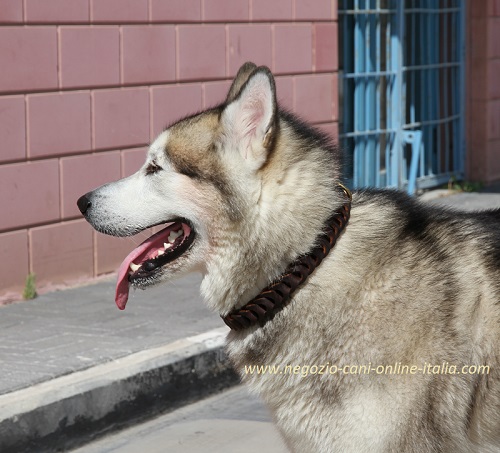 Collare in
pelle intrecciata indossato da Siberian Husky