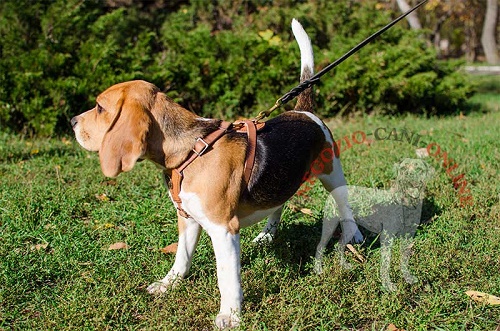 Pettorina di colore naturale indossata da Beagle