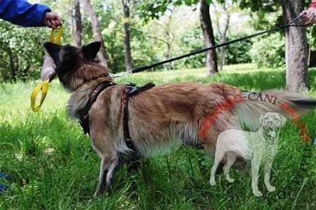 Come insegnare al cane il comando PORTA : ,  Negozio cani: accessori per cani