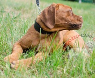 Confortevole collare in cuoio foderato per Dogue de Bordeaux Confortevole collare in cuoio foderato per Dogue de Bordeaux