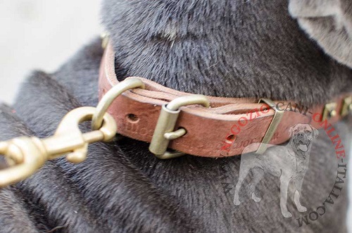 Cane di razza Mastino Napoletano con il collare decorato con
piastrine quadrate