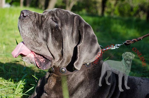 Collare in cuoio con borchie rotonde indossato da
Mastino Napoletano