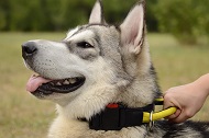 Collare regolabile con maniglia "Strong link" per Malamute Collare regolabile con maniglia "Strong link" per Malamute
