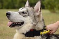 Collare regolabile con maniglia "Strong link" per Malamute