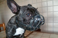 Museruola in pelle "Maximum Safety" per Bulldog Francese