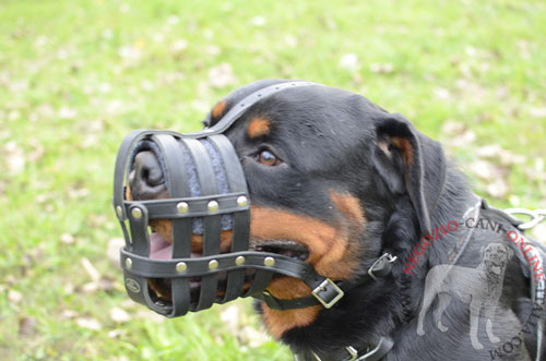 Comoda museruola in pelle naturale per
Rottweiler