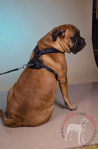 Confortevole pettorina indossata da Bullmastiff