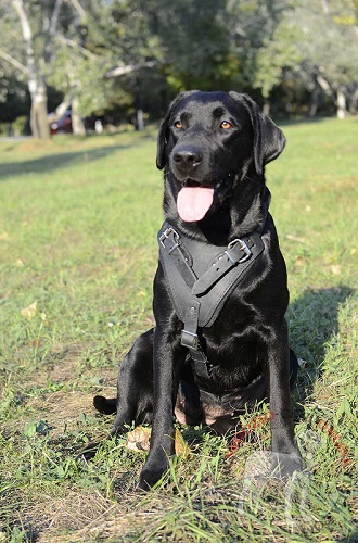 Perfetta pettorina in cuoio per Labrador Retriever