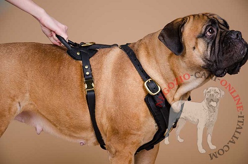 Comoda maniglia attacccata alla pettorina per Bullmastiff