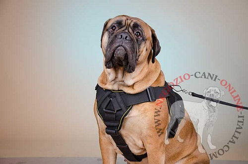 Durevole pettorina in
nylon indossata da Bullmastiff