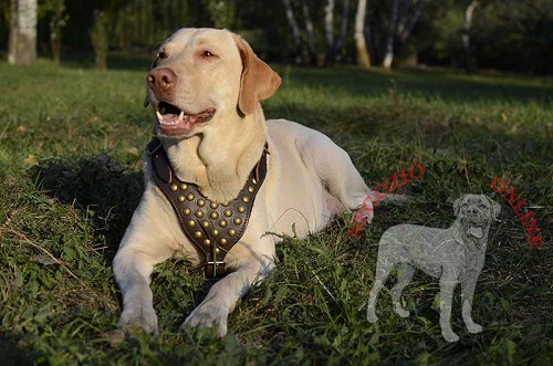 Pettorina in pelle naturale indossata da
Labrador Retriever