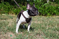 Pettorina in pelle naturale "Easy walk" per Bulldog Francese [H2]