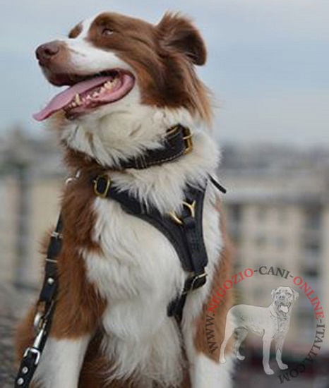 Pettorina in pelle naturale per
Australian Shepherd