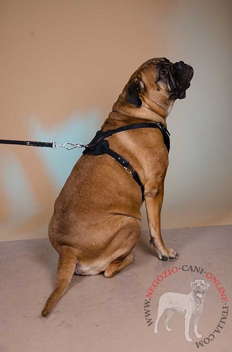 Bullmastiff con
durevole pettorina indosso