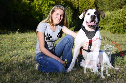 Comoda pettorina per passeggiate con Bulldog Americano