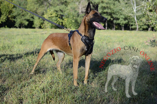 Malinois con pettorina in cuoio per cani
forti indosso