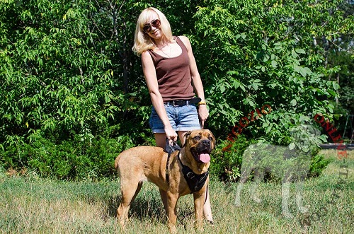 La pettorina in pelle naturale è perfetta per lavoro e passeggiate con Cane Corso