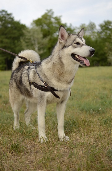 Professionale pettorina per cani da
tiro