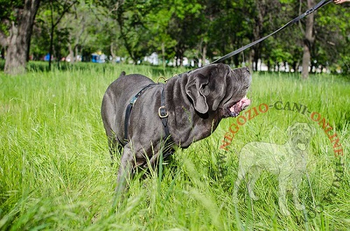 Pettorina in cuoio per Mastino Mapoletano