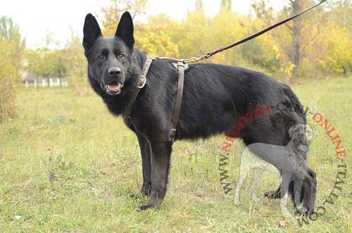 Comoda pettorina in cuoio per cani di taglia grande