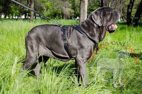 Perfetta pettorina in cuoio per Mastino Napoletano