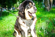 Pettorina in pelle con decorazioni "Armor-Lux" per Mastiff