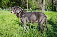 Leggera pettorina in nylon per Mastino Napoletano