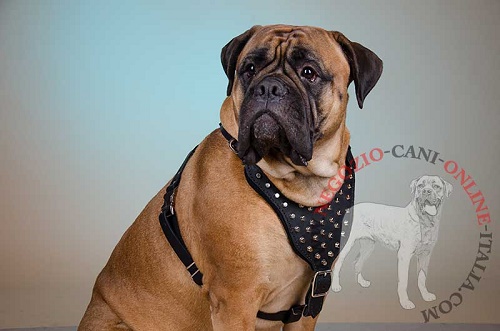 Pettorina in pelle
naturale indossata da Bullmastiff