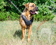 Pettorina da lavoro in pelle per Cane Corso