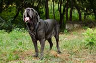 Elegante pettorina in cuoio per Mastino Napoletano