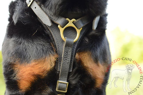 Pettorina per uscite con Rottweiler